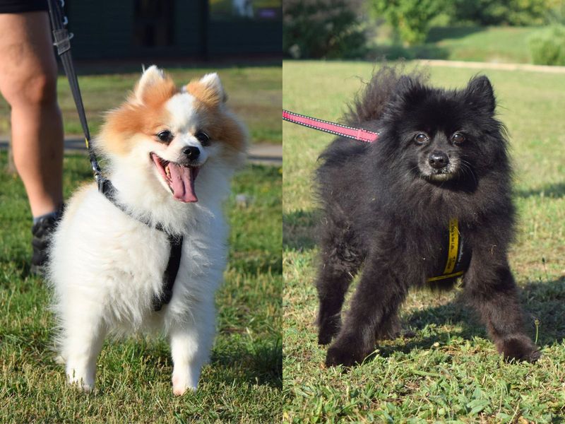 Pomeranian for adoption in Uxbridge, London – 10 years old - Image 3 of 4
