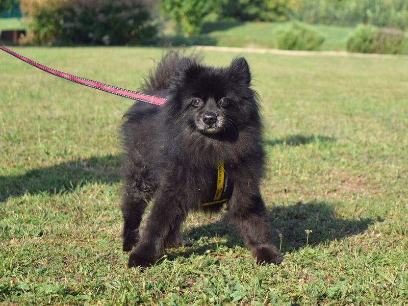 Pomeranian for adoption in Uxbridge, London – 10 years old - Image 2 of 4