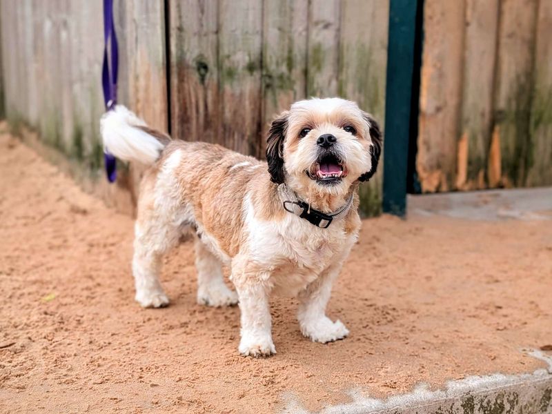 Cavalier King Charles Spaniel for adoption in Cardiff, Glamorgan – 8 years old - Image 3 of 4