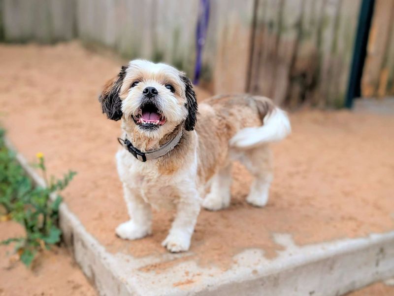 Cavalier King Charles Spaniel for adoption in Cardiff, Glamorgan – 8 years old - Image 4 of 4
