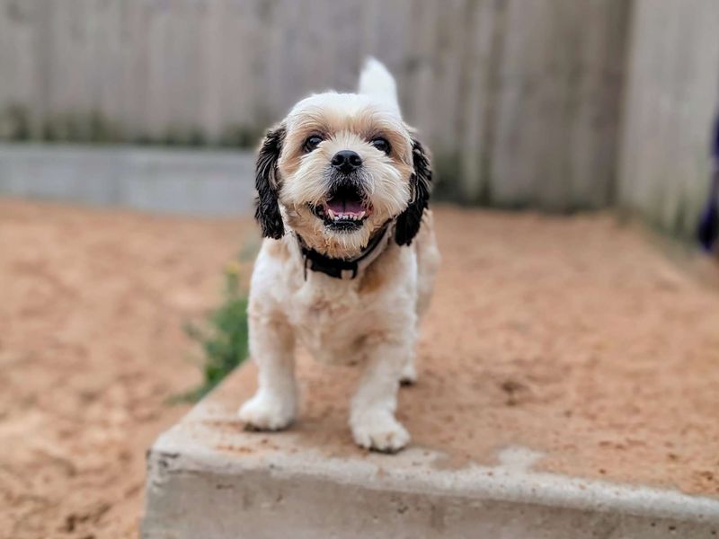 Cavalier King Charles Spaniel for adoption in Cardiff, Glamorgan – 8 years old