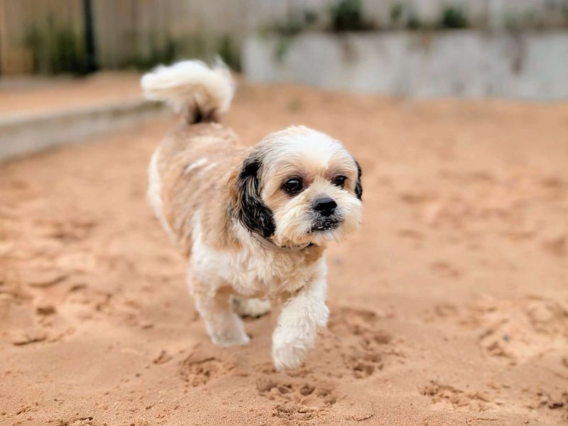 Cavalier King Charles Spaniel for adoption in Cardiff, Glamorgan – 8 years old - Image 2 of 4