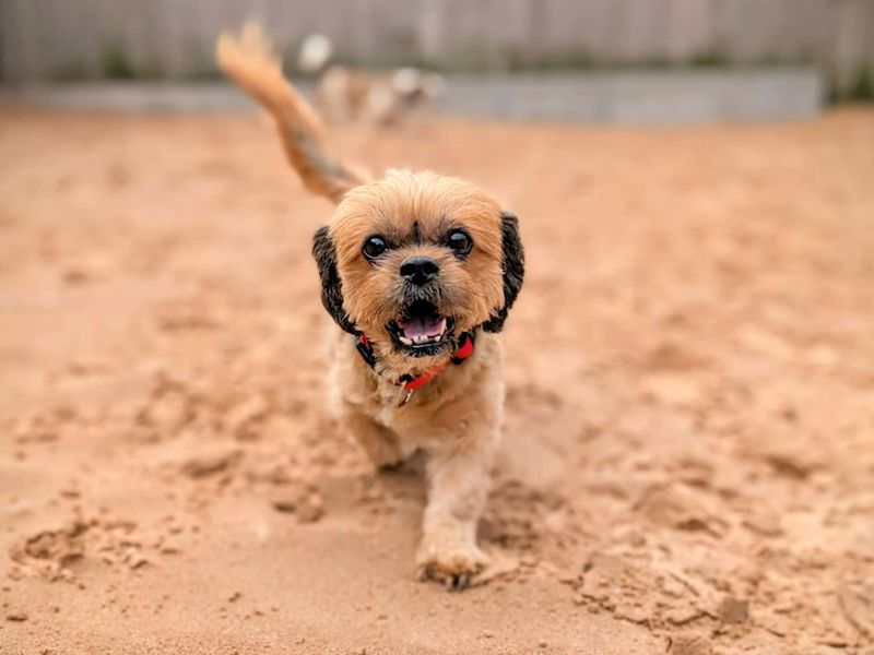 Cavalier King Charles Spaniel for adoption in Cardiff, Glamorgan – 8 years old - Image 3 of 4