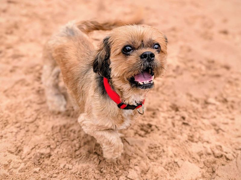 Cavalier King Charles Spaniel for adoption in Cardiff, Glamorgan – 8 years old - Image 2 of 4