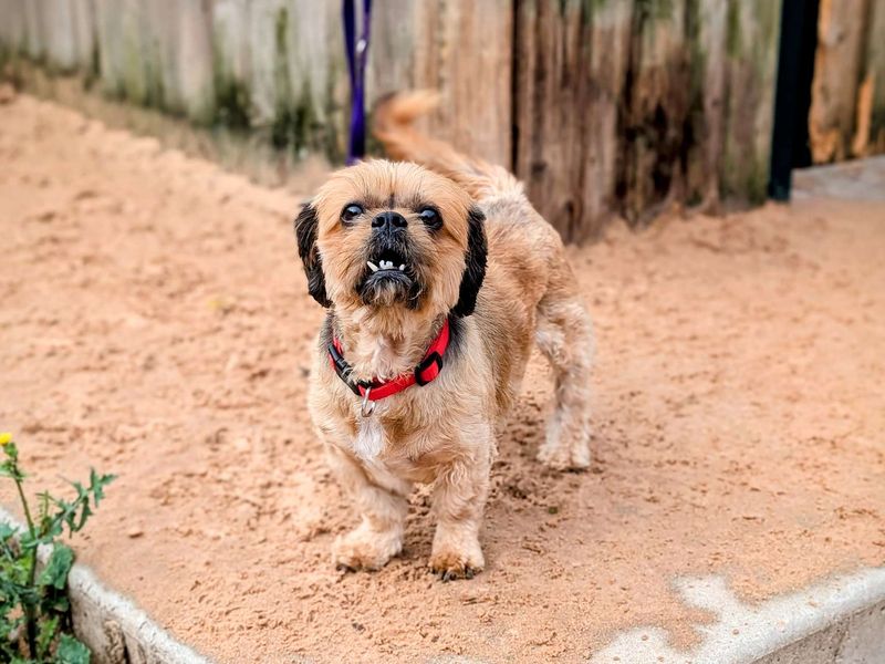 Cavalier King Charles Spaniel for adoption in Cardiff, Glamorgan – 8 years old - Image 4 of 4