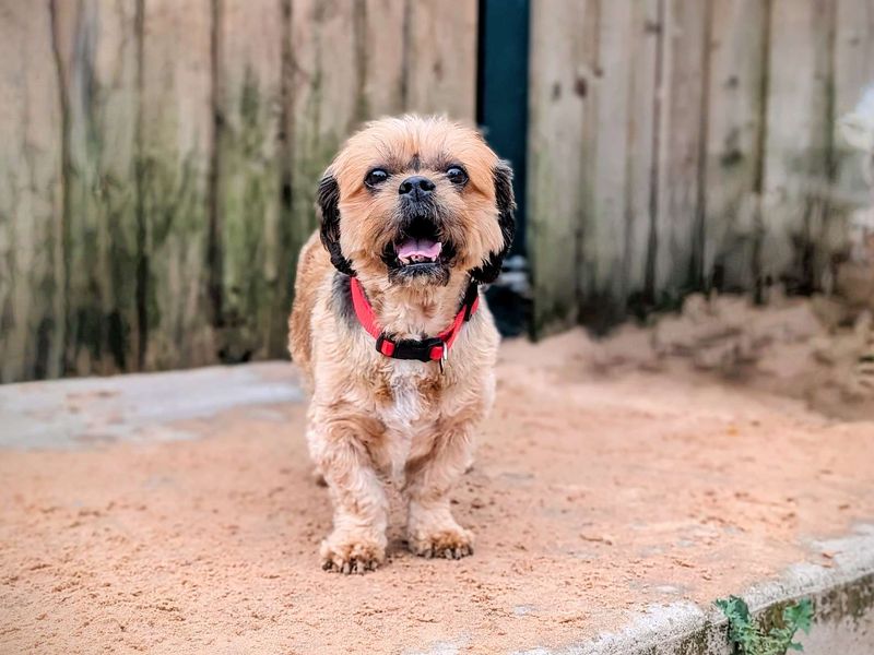 Cavalier King Charles Spaniel for adoption in Cardiff, Glamorgan – 8 years old