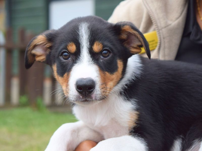 Ant | Crossbreed | Harefield West London - 1