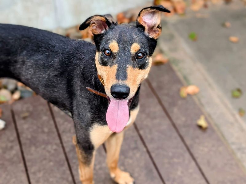 Goose | Lurcher | Cardiff - 1