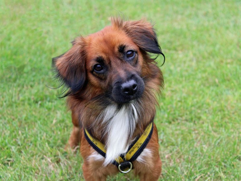 Pixie | Terrier (Jack Russell) Cross | Merseyside (Liverpool) - 1