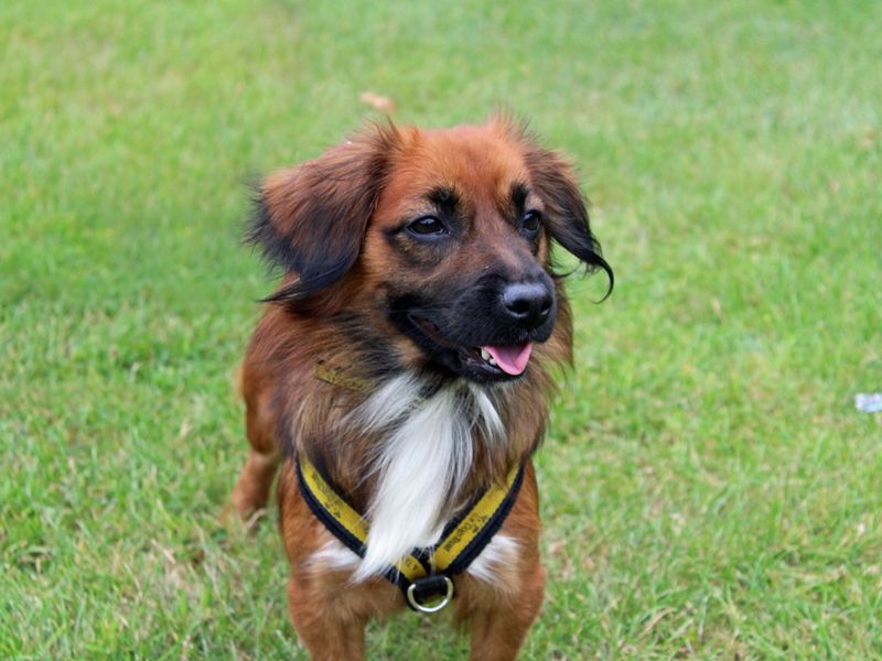 Jack Russell for adoption in Liverpool, Merseyside – 1 year old