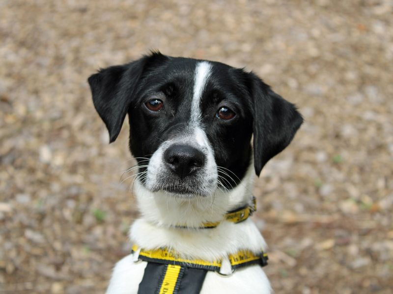 Jack Russell for adoption in Liverpool, Merseyside – 3 years old