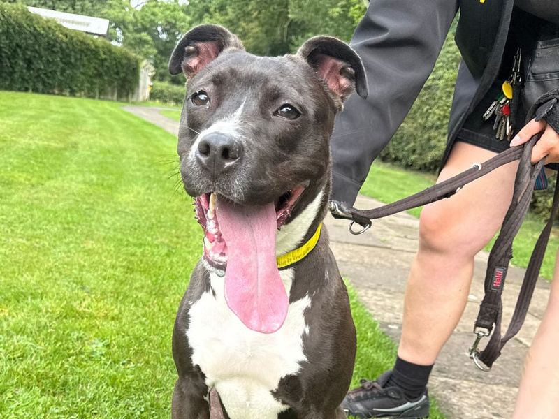 Staffordshire Bull Terrier for adoption in Kenilworth, Warks – 11 months old - Image 6 of 6