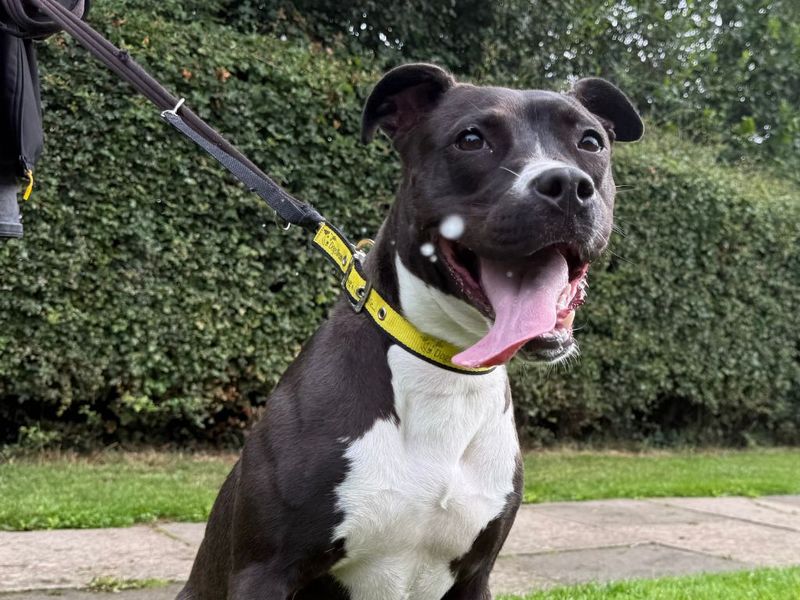 Staffordshire Bull Terrier for adoption in Kenilworth, Warks – 11 months old