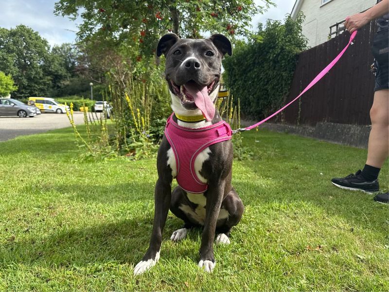 Staffordshire Bull Terrier for adoption in Kenilworth, Warks – 11 months old - Image 4 of 6