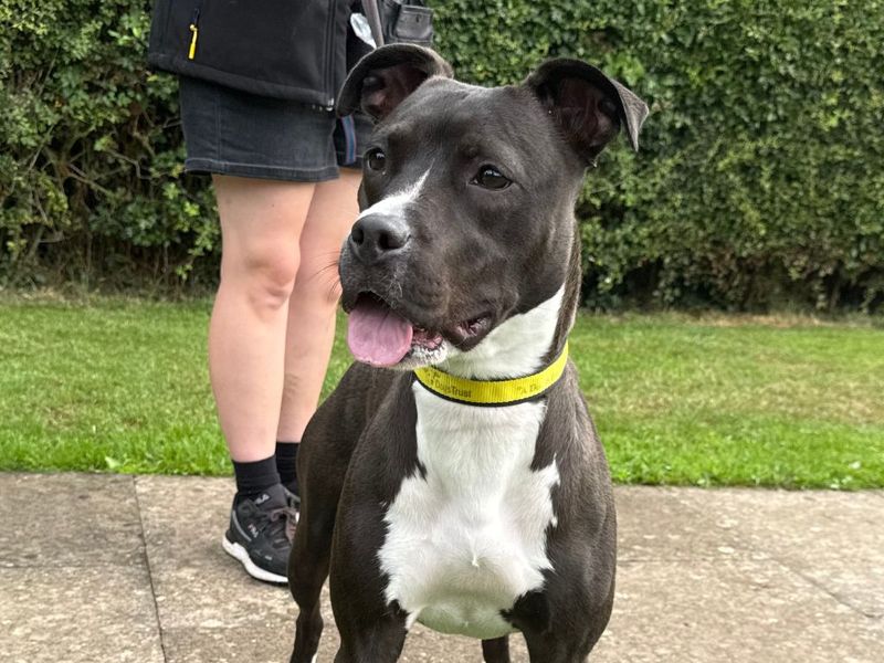 Staffordshire Bull Terrier for adoption in Kenilworth, Warks – 11 months old - Image 2 of 6