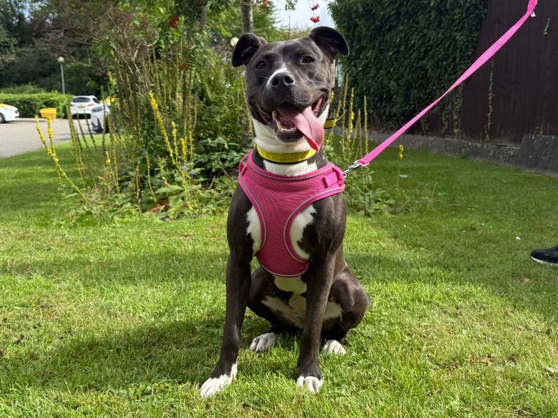 Staffordshire Bull Terrier for adoption in Kenilworth, Warks – 11 months old - Image 5 of 6