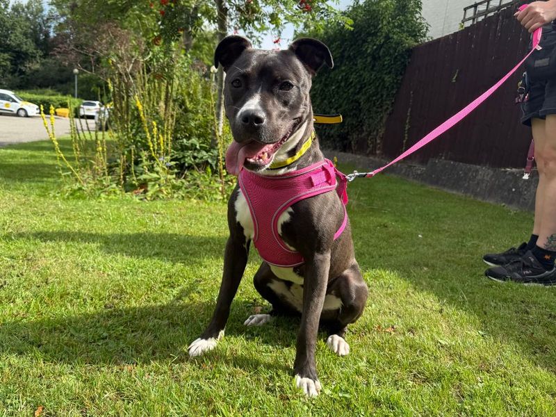 Staffordshire Bull Terrier for adoption in Kenilworth, Warks – 11 months old - Image 3 of 6