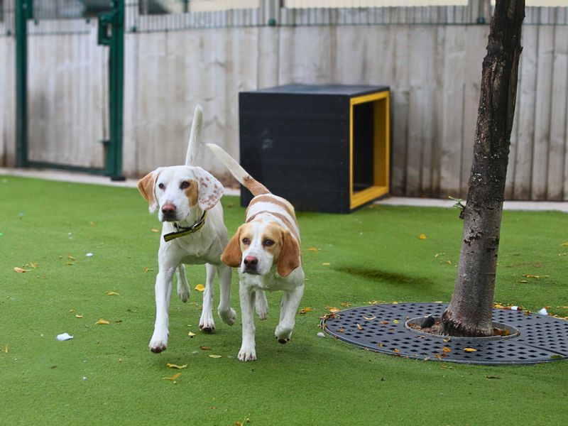 Marley | Foxhound | Manchester - 1