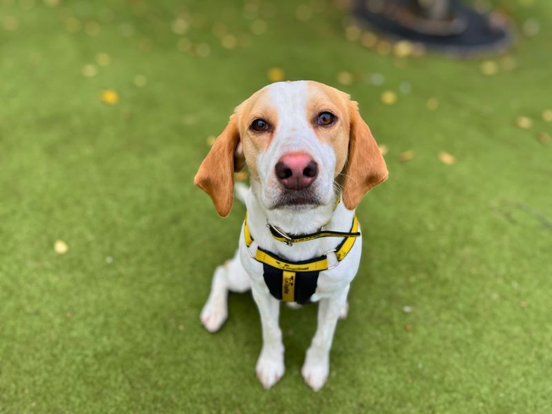 Patch, a 2 years old male Foxhound available for adoption from Dogs Trust in Denton West, Greater Manchester