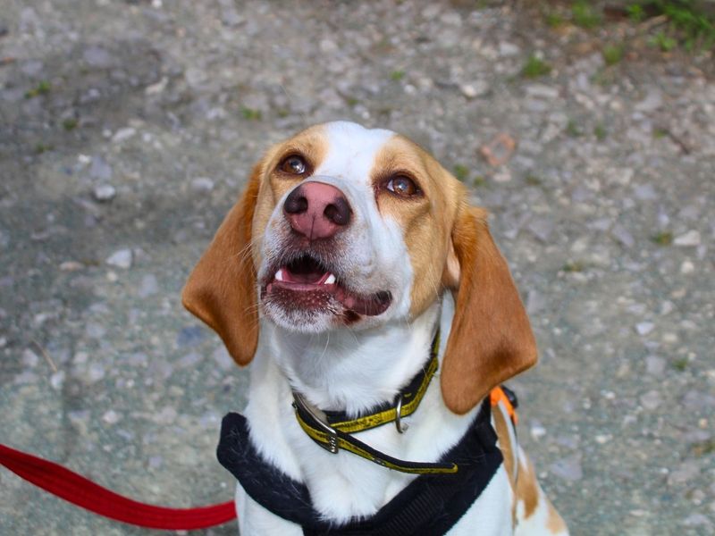 Patch | Foxhound | Manchester - 2