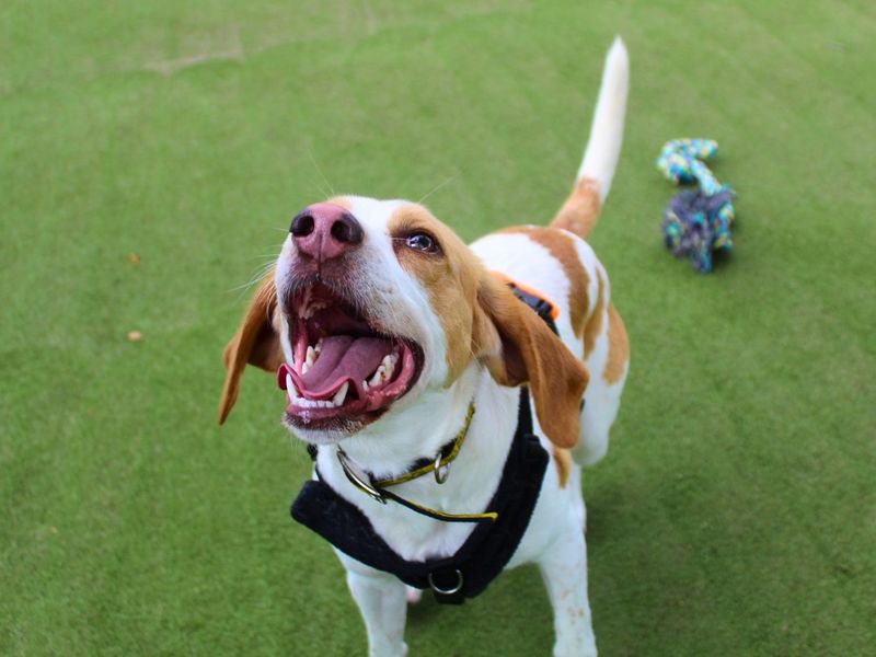 Patch | Foxhound | Manchester - 1
