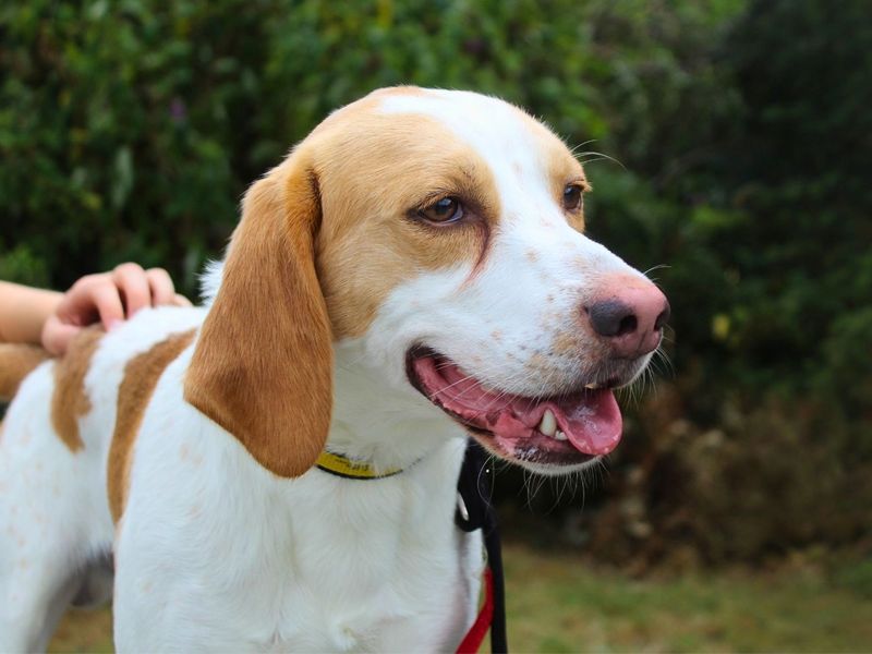 Patch | Foxhound | Manchester - 8
