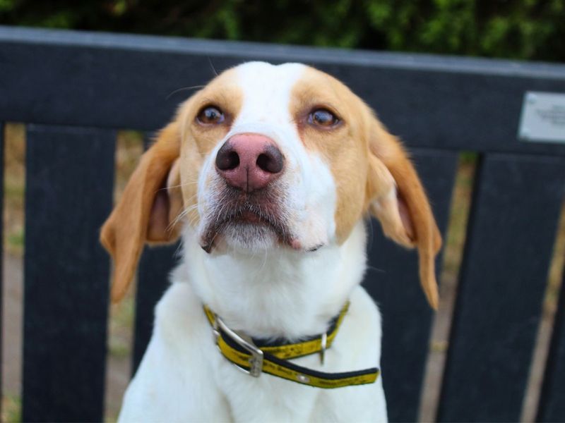 Patch | Foxhound | Manchester - 6