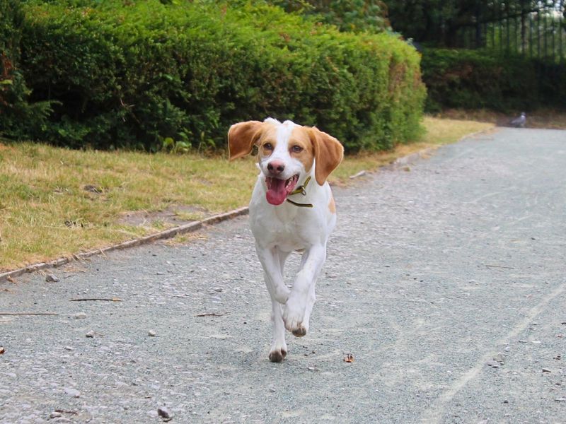 Patch | Foxhound | Manchester - 4