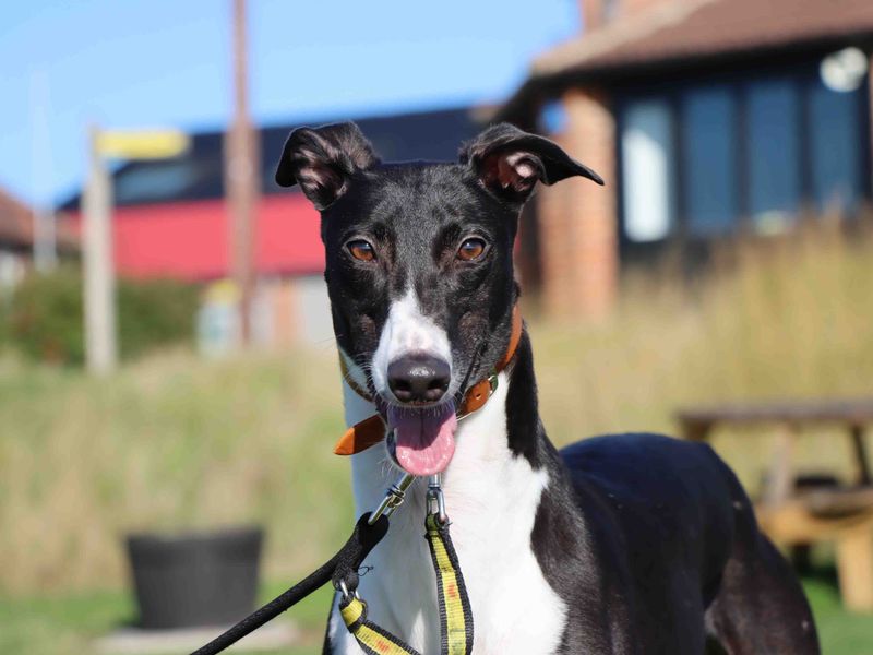 Greyhound for adoption in Sadberge, Co Durham – 3 years old - Image 2 of 3