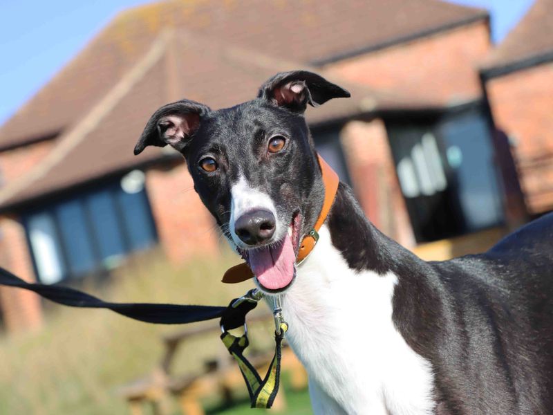 Greyhound for adoption in Sadberge, Co Durham – 3 years old - Image 3 of 3