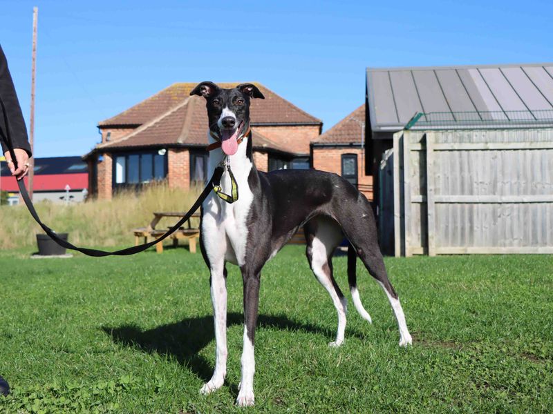Greyhound for adoption in Sadberge, Co Durham – 3 years old