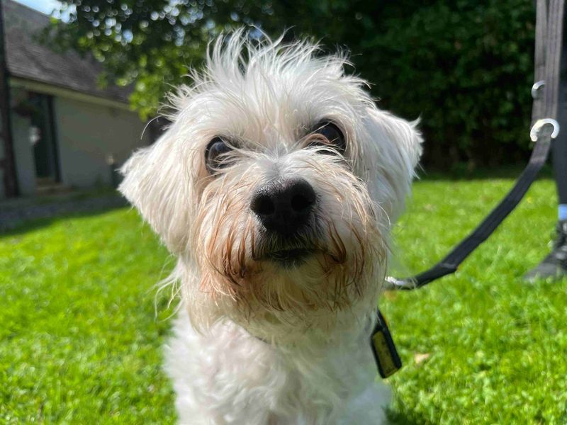 Tina | Shih Tzu Cross | Glasgow - 1