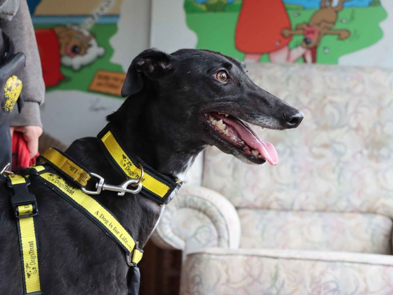 Greyhound for adoption in Sadberge, Co Durham – 4 years old - Image 2 of 3