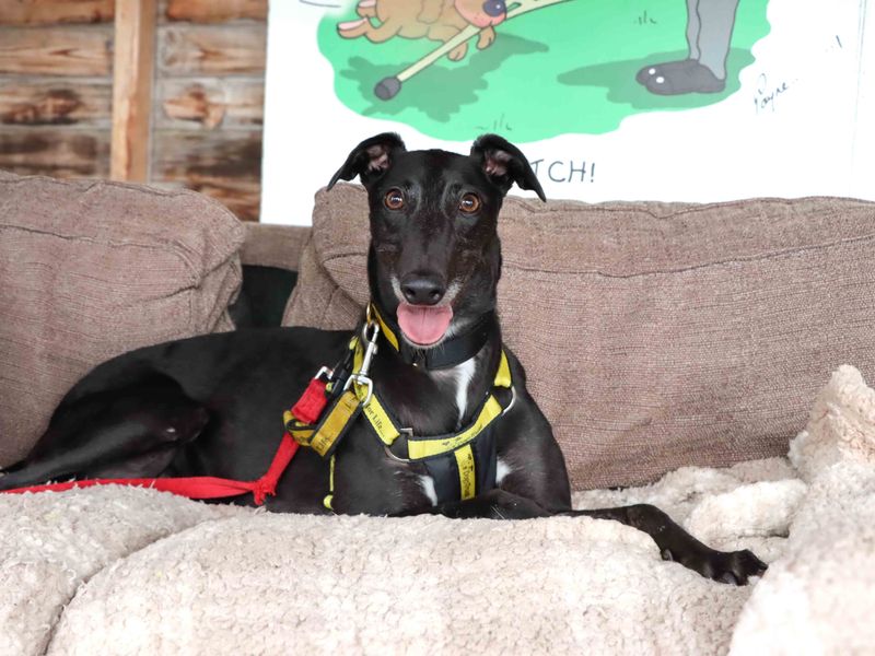 Greyhound for adoption in Sadberge, Co Durham – 4 years old