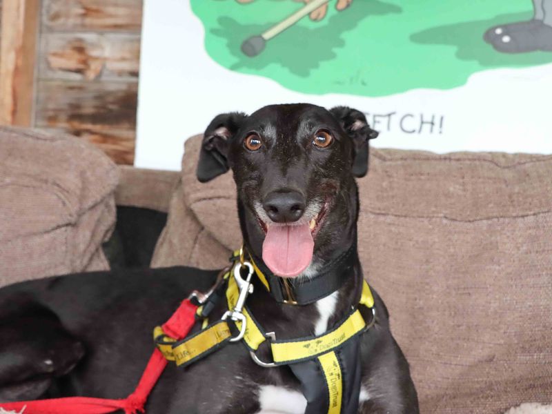 Greyhound for adoption in Sadberge, Co Durham – 4 years old - Image 3 of 3
