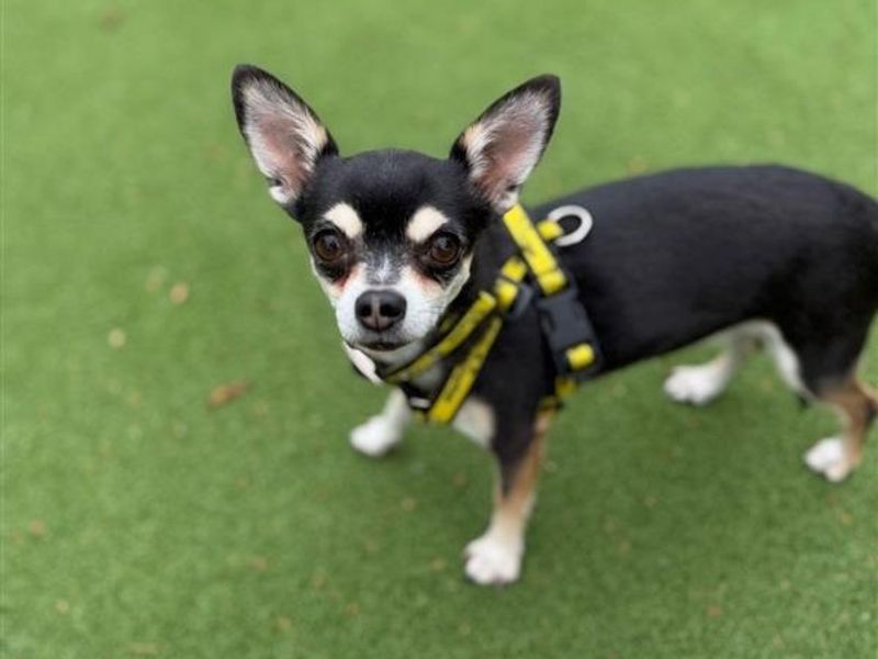 Chihuahua for adoption in Telford, Shropshire – 6 years old