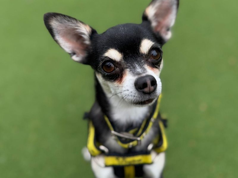 Chihuahua for adoption in Telford, Shropshire – 6 years old - Image 2 of 3