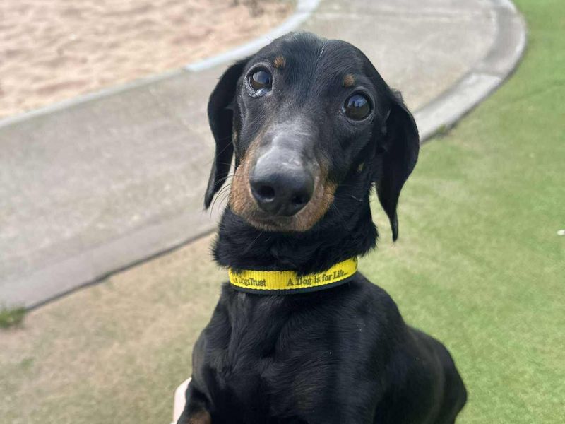 Dachshund Dogs And Puppies For Adoption