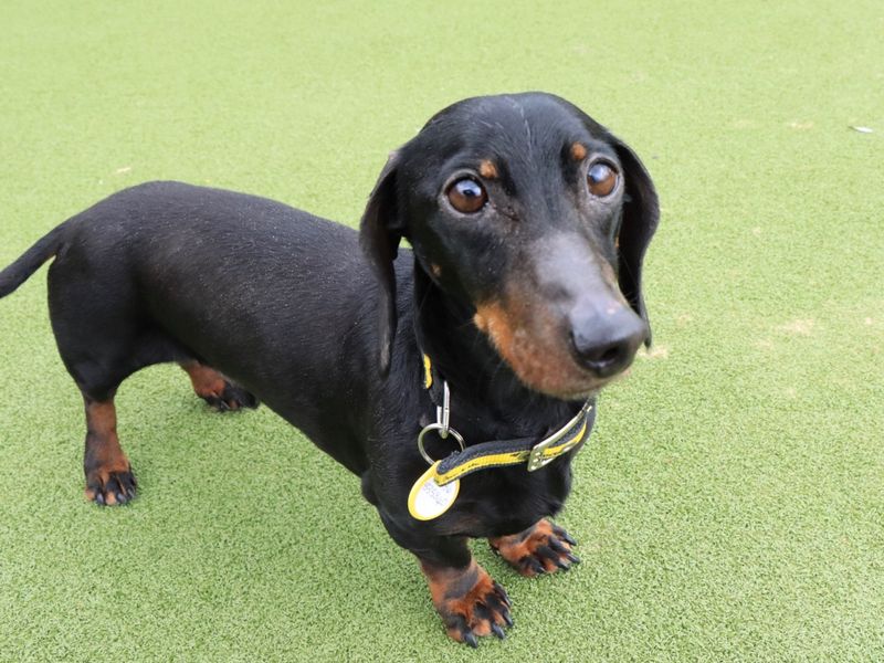 Joey | Dachshund (Miniature Smooth Haired) | Evesham (Worcestershire) - 1