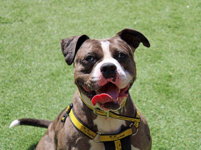 English Bulldog for adoption in Liverpool, Merseyside – 2 years old - Image 4 of 6