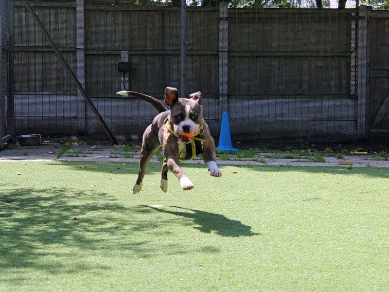 English Bulldog for adoption in Liverpool, Merseyside – 2 years old - Image 6 of 6