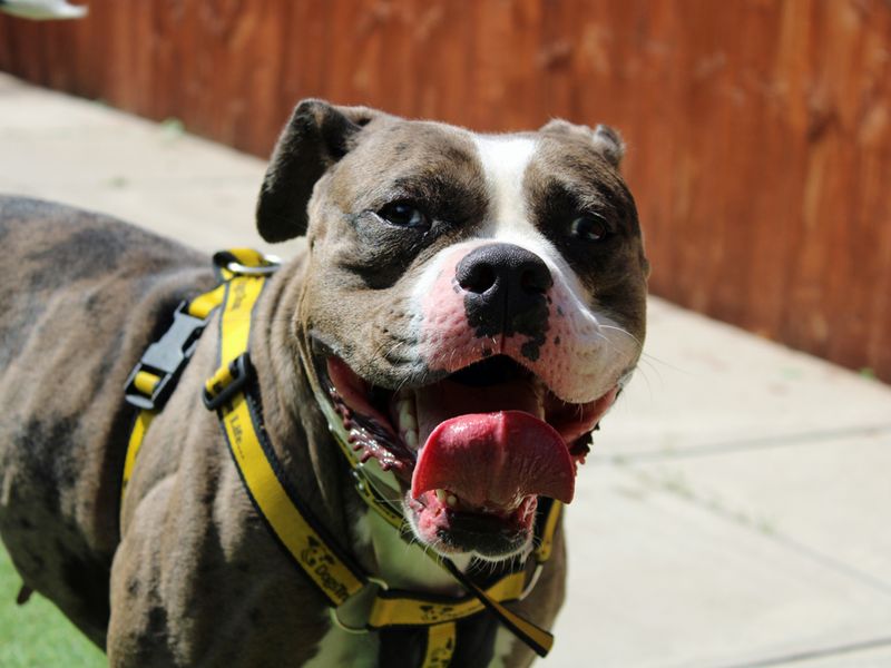 English Bulldog for adoption in Liverpool, Merseyside – 2 years old - Image 2 of 6