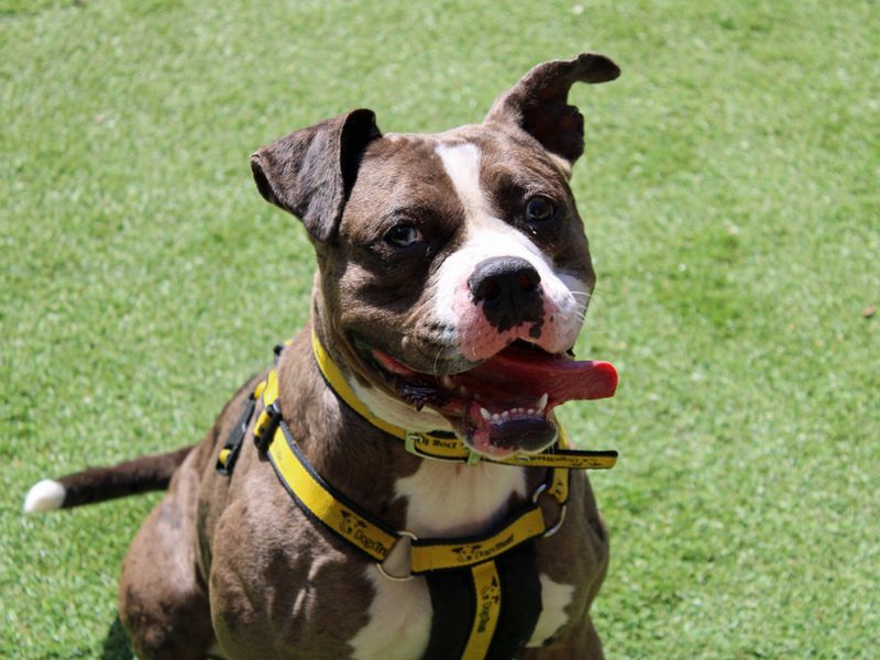 English Bulldog for adoption in Liverpool, Merseyside – 2 years old - Image 3 of 6
