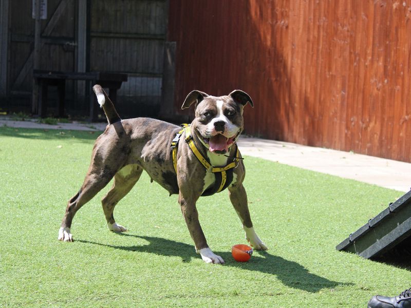 English Bulldog for adoption in Liverpool, Merseyside – 2 years old - Image 5 of 6