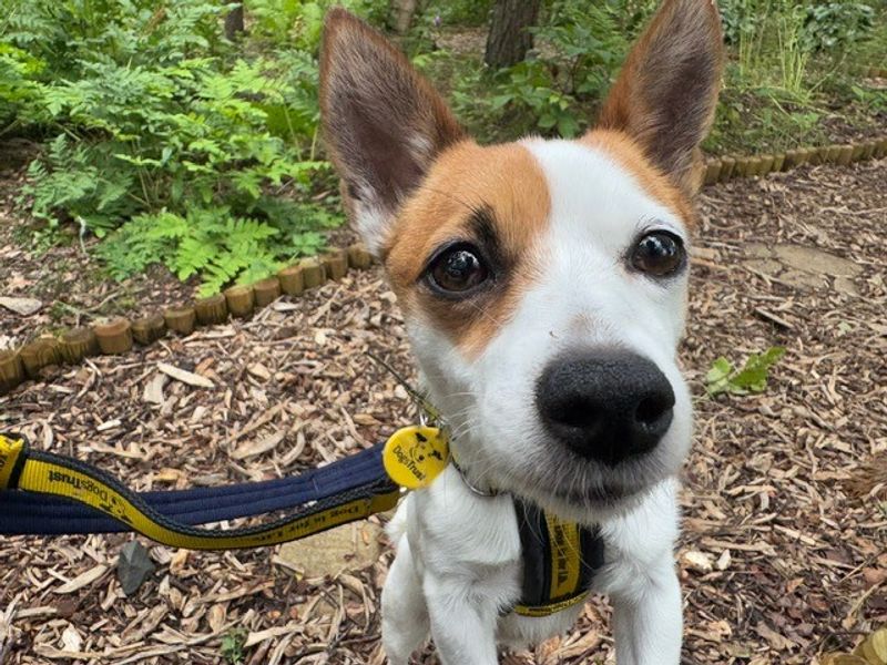 Pipsqueak | Terrier (Jack Russell) | West Calder (Edinburgh) - 1