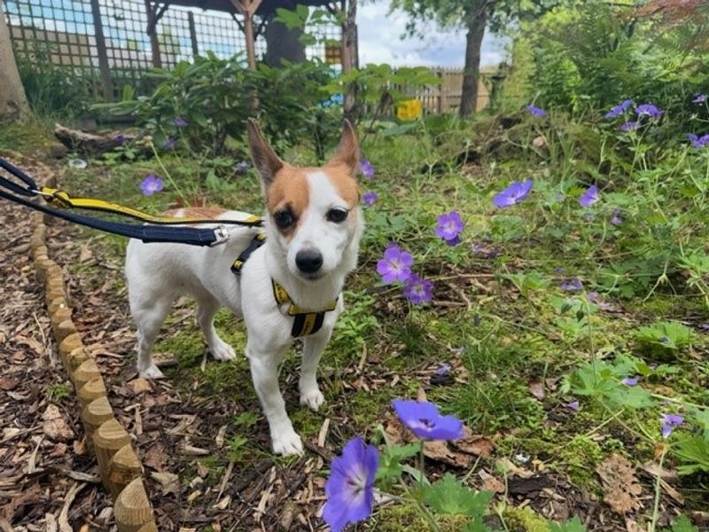 Jack Russell for adoption in West Calder, West Lothian – 1 year old - Image 2 of 6