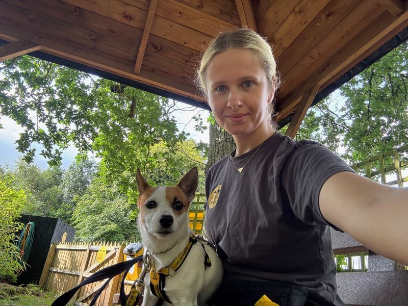 Jack Russell for adoption in West Calder, West Lothian – 1 year old