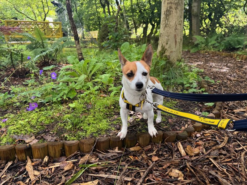 Jack Russell for adoption in West Calder, West Lothian – 1 year old - Image 4 of 6
