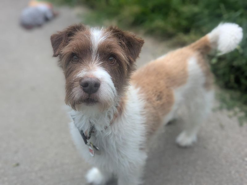 Jack Russell for adoption in Mid Glamorgan, Wales – 8 years old