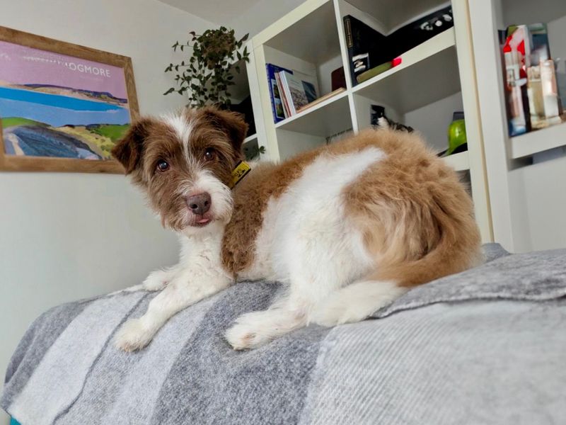 Jack Russell for adoption in Mid Glamorgan, Wales – 8 years old - Image 2 of 4